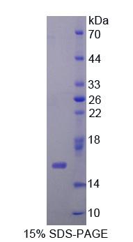 C-Myc结合蛋白(MYCBP)重组蛋白