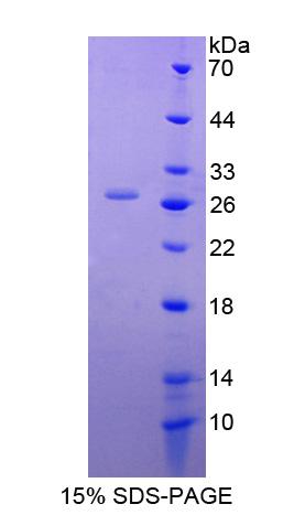 DnaJ/Hsp40同源物亚家族C成员12(DNAJC12)重组蛋白