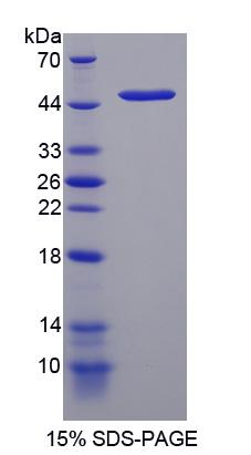 DNA损伤诱导转录因子3(DDIT3)重组蛋白