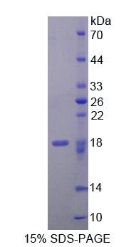 E1A激活基因阻遏子1(CREG1)重组蛋白