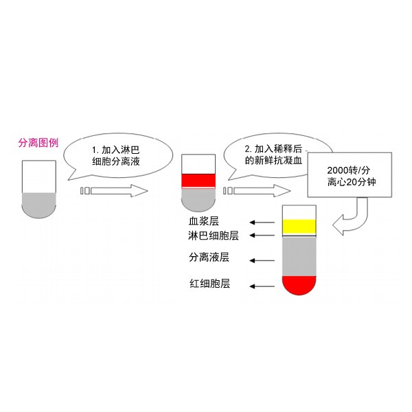 人外周血淋巴细胞分离液