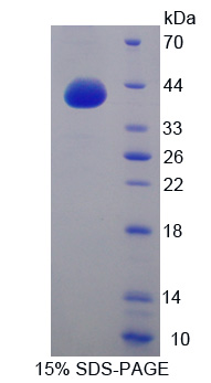 G蛋白γ8(GNg8)重组蛋白