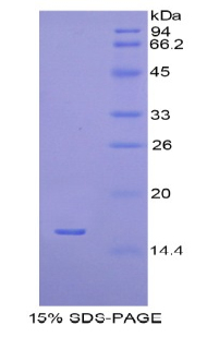H2A组蛋白家族成员J(H2AFJ)重组蛋白