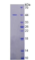 Mdm2 p53结合蛋白同源物(MDM2)重组蛋白