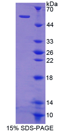 SHC-转化蛋白3(SHC3)重组蛋白