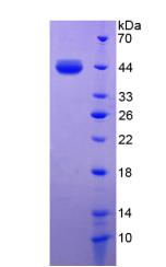 Toll样受体9(TLR9)重组蛋白