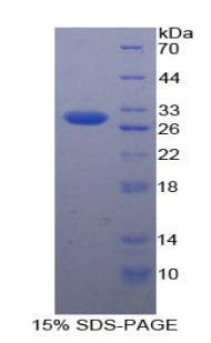 T-细胞可诱导共刺激分子配体(ICOSLG)重组蛋白