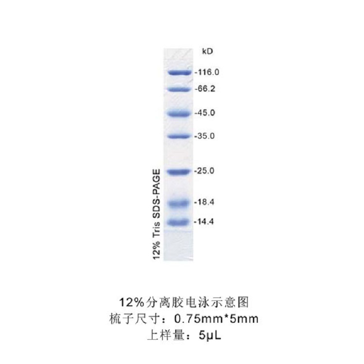 低分子量蛋白质