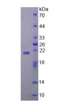 Z-DNA结合蛋白1(ZBP1)重组蛋白