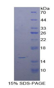 白介素15(IL15)重组蛋白