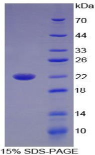 白介素17B(IL17B)重组蛋白