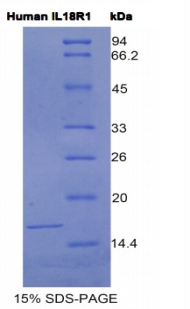 白介素18受体1(IL18R1)重组蛋白