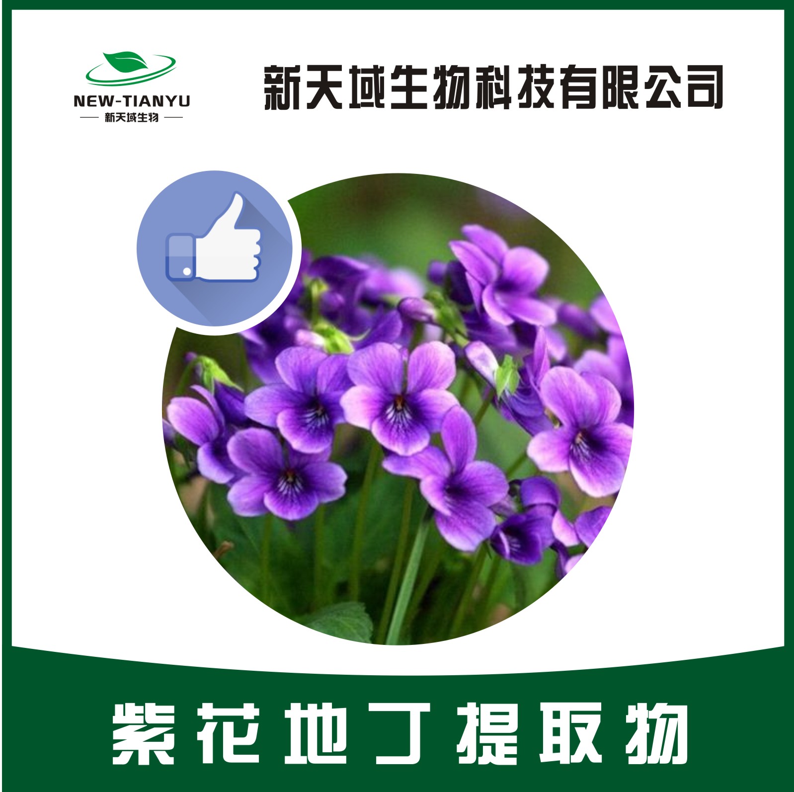 紫花地丁提取物厂家直销物美价价格厂家 陕西新天域生物科技有限公司