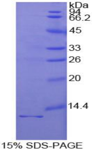 白介素1受体Ⅰ(IL1R1)重组蛋白