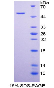 白介素28A(IL28A)重组蛋白
