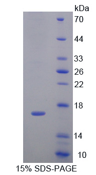 白介素4(IL4)重组蛋白