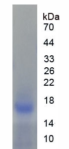 白介素5(IL5)重组蛋白