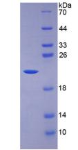 白介素7(IL7)重组蛋白