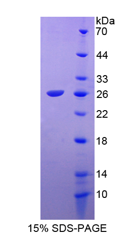 成纤维细胞生长因子18(FGF18)重组蛋白