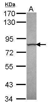 Calpain 13  antibody [C1C3]