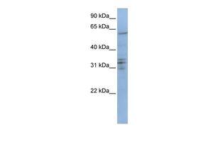 CENPB antibody, C-term