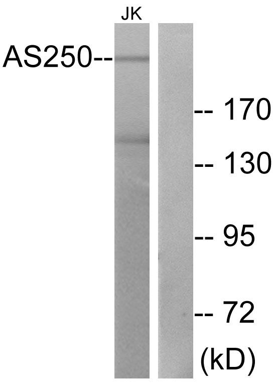 AS250 antibody