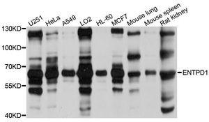 CD39 antibody