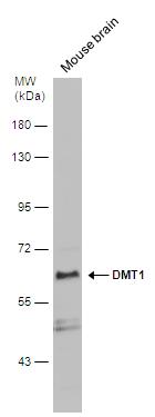 DMT1 antibody