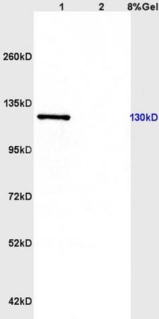 CD163 antibody