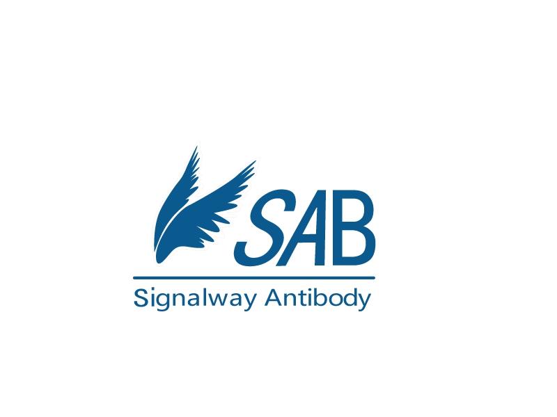 BOD1 Antibody