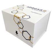 Human Cytochrome C Oxidase Subunit II (COX2) ELISA Kit