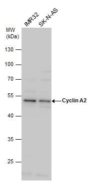 Cyclin A2 antibody