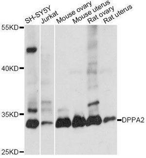 Dppa2 antibody