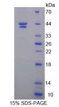 低氧诱导因子1α亚基抑制因子(HIF1aN)重组蛋白