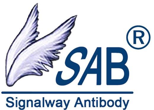 hCG β Antibody