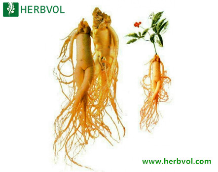 Ginseng Extrac