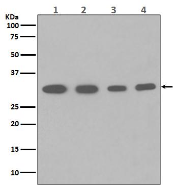 PCNA Antibody