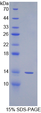 纺锤体蛋白3(SPIN3)重组蛋白