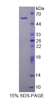 钙蛋白酶2(CAPN2)重组蛋白