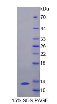 钙激活氯通道蛋白6(ANO6)重组蛋白