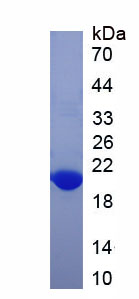 甘露糖受体C1(MRC1)重组蛋白