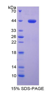 干扰素调节因子3(IRF3)重组蛋白
