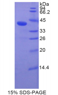 骨成型蛋白10(BMP10)重组蛋白