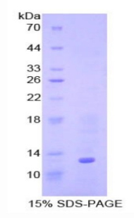 骨成型蛋白7(BMP7)重组蛋白