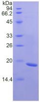 含Ⅲ型纤连蛋白域蛋白5(FNDC5)重组蛋白