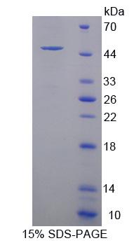 含PR域蛋白14(PRDM14)重组蛋白