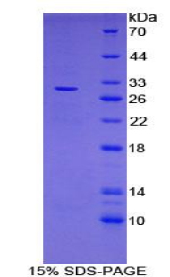 含亮氨酸丰富重复蛋白32(LRRC32)重组蛋白