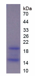 核糖核酸酶A12(RNASE12)重组蛋白