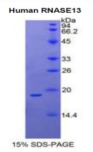 核糖核酸酶A13(RNASE13)重组蛋白