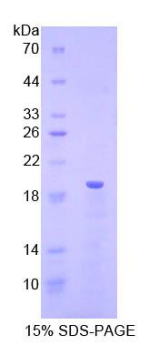 核糖核酸酶A3(RNASE3)重组蛋白